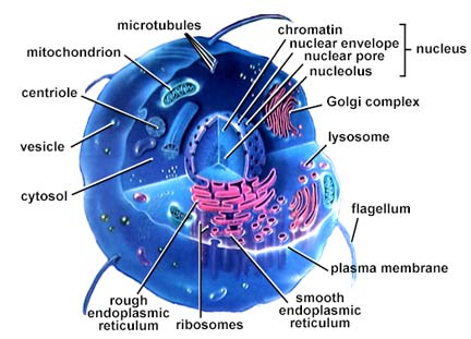 eukaryotic cell